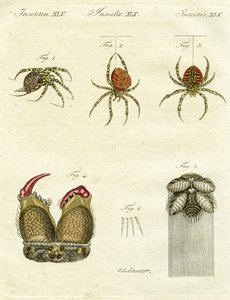 Pókok illusztrációja, 1790 (kézzel színezett metszet)