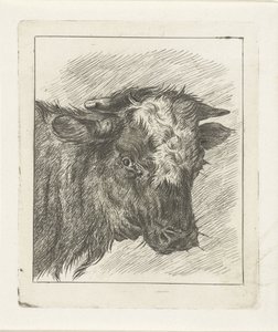 Egy tehén feje fehér col alkotó: Jacobus Cornelis Gaal