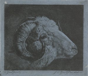 Egy kos feje ívelt szarvval a szemhez alkotó: Jacobus Cornelis Gaal