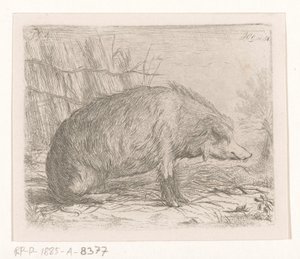 Ülő vaddisznó alkotó: Jacobus Cornelis Gaal
