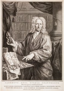 Albertus Seba portréja, Jan Maurits Quinkhard nyomán alkotó: Jacobus Houbraken