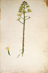 Századi növény virága (Agave americana), Jacopo Ligozzi