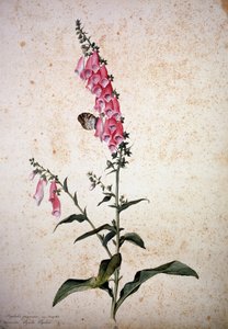 Herbárium: Digitalis purpurea Papilio paphiával