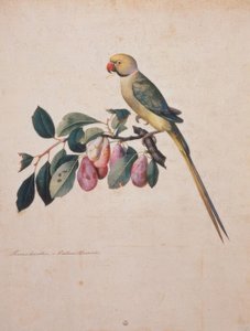 Prunus domesticus, Sándor papagájából alkotó: Jacopo Ligozzi