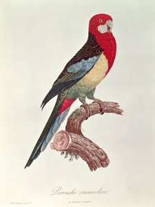 Omnicolored Papagáj alkotó: Jacques Barraband