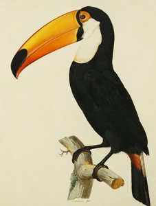 A Toco Toco Toucan