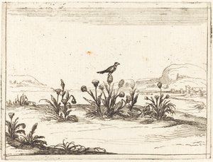 Madár ült a bogáncson alkotó: Jacques Callot