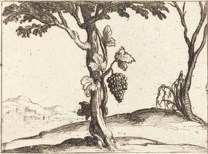 Szőlőfürt alkotó: Jacques Callot