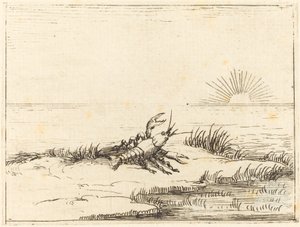 Rák nézi a napot alkotó: Jacques Callot