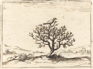 Nightingale a bokorban alkotó: Jacques Callot