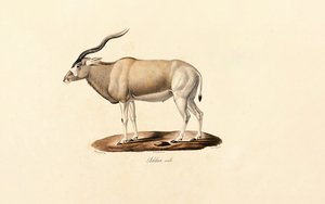  alkotó: Jacques Christophe Werner
