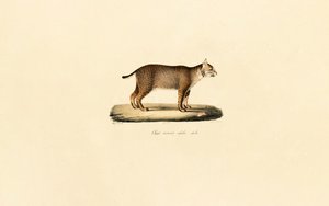 Felnőtt hiúz alkotó: Jacques Christophe Werner