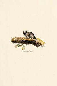 Felnőtt hím közönséges marmoset alkotó: Jacques Christophe Werner