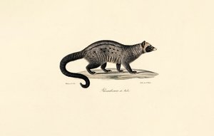 Afrikai cibet alkotó: Jacques Christophe Werner