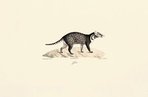 Afrikai cibet alkotó: Jacques Christophe Werner
