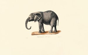 Afrikai elefánt (fiatal) alkotó: Jacques Christophe Werner