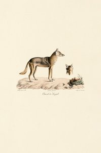 Afrikai aranysakál Szenegálból alkotó: Jacques Christophe Werner