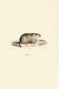  alkotó: Jacques Christophe Werner