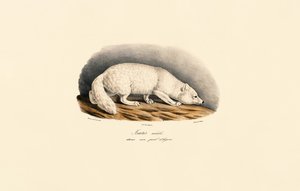  alkotó: Jacques Christophe Werner