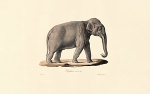 Ázsiai elefánt alkotó: Jacques Christophe Werner