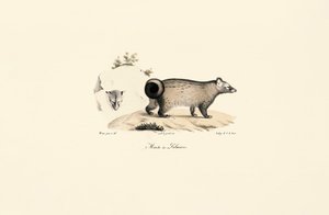 Ázsiai pálma civet alkotó: Jacques Christophe Werner