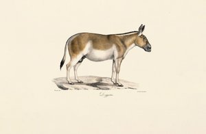  alkotó: Jacques Christophe Werner