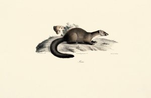 Bükk Marten alkotó: Jacques Christophe Werner