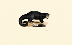 Binturong (Arctictis binturong) alkotó: Jacques Christophe Werner