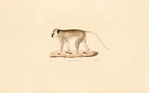 Feketearcú makákó alkotó: Jacques Christophe Werner