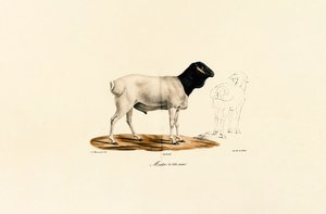 Feketefejű birka alkotó: Jacques Christophe Werner