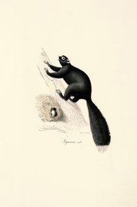  alkotó: Jacques Christophe Werner