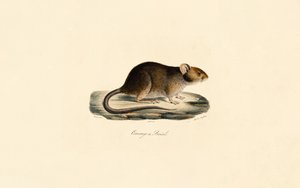  alkotó: Jacques Christophe Werner