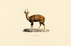  alkotó: Jacques Christophe Werner
