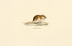  alkotó: Jacques Christophe Werner