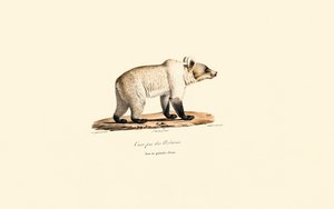 Kantábriai barnamedve (Ursus arctos pyrenaicus) alkotó: Jacques Christophe Werner