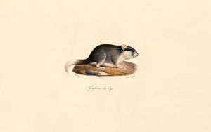 Cape Dormouse alkotó: Jacques Christophe Werner