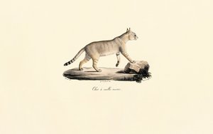 Caracal alkotó: Jacques Christophe Werner
