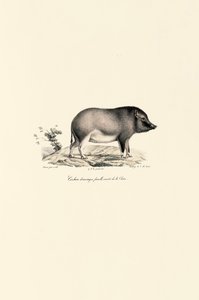  alkotó: Jacques Christophe Werner