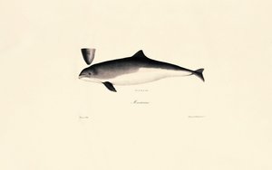 Közönséges palackorrú delfin alkotó: Jacques Christophe Werner