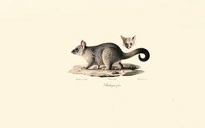  alkotó: Jacques Christophe Werner