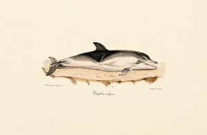 Közönséges delfin alkotó: Jacques Christophe Werner