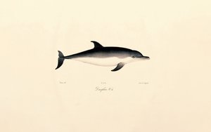 Közönséges delfin alkotó: Jacques Christophe Werner