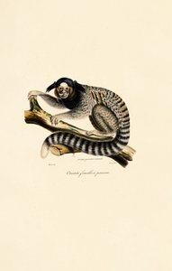  alkotó: Jacques Christophe Werner