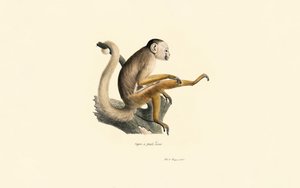 Mókusmajom alkotó: Jacques Christophe Werner