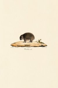 Wombat (hím) alkotó: Jacques Christophe Werner