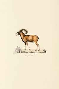 Korzikai muflon