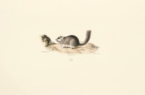  alkotó: Jacques Christophe Werner