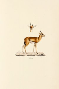 Dorcas Gazella alkotó: Jacques Christophe Werner