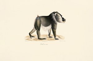 Fúró fehér mellkassal alkotó: Jacques Christophe Werner