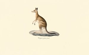 Keleti szürke kenguru (nőstény) alkotó: Jacques Christophe Werner